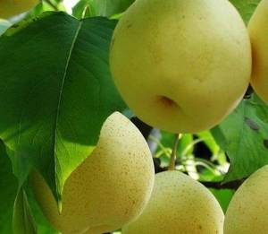 Wholesale Pears: Su Pear