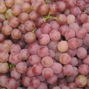 Wholesale fresh red grape: Red Global Grape