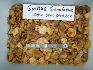 Wholesale wild mushroom: Suillus Granulatus in Brine