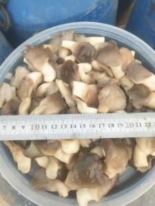 Wholesale oyster mushroom: Pleurotus Ostreatus in Brine