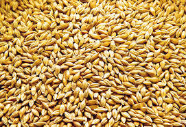 Wholesale agency: Barley Malt for Beer Production