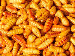 Wholesale dried: Good Quality Dried Silkworm