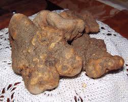 Wholesale Truffles: Turkish White Trufle Fresh Tuber Indicum and Mushroom