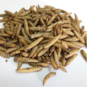 Wholesale borders: Dried Hermetia Larvae