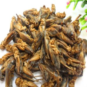Wholesale g: Dried Crickets for Animal Feed