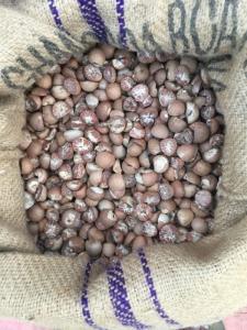 Wholesale whole betel nut: Betel Nut Split and Whole