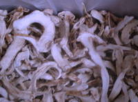 Sell wild edible mushrooms