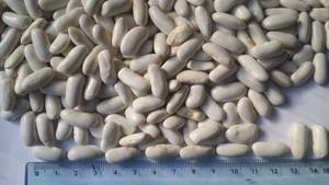 Wholesale bean bag: Middle White Kidney Beans