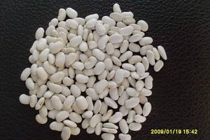 Wholesale white beans: Large White Kidney Beans