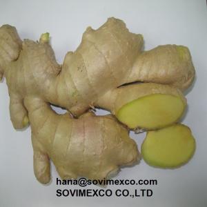 Wholesale spice: Fresh Ginger Vietnam with Best Price