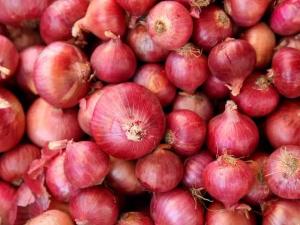 Wholesale red onion exporter: Onion