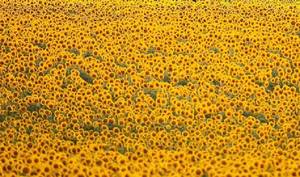 Wholesale other oils: Sunflower Oil.