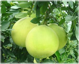 Wholesale reducer: Thai Quality Pomelo Fruit From Thailand Farm