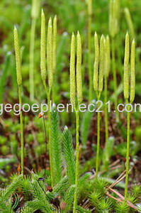 Wholesale Plant Extract: Lycopodium Powder