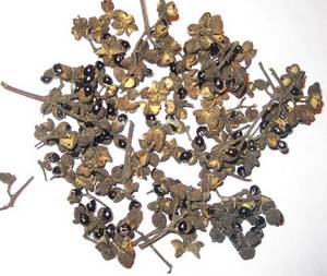 Wholesale herbal: Zanthoxylum (Alatum/Armatum)