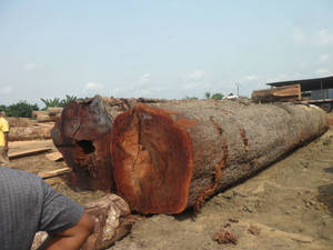 Wholesale all: Timber Logs and Sawn Lumbers of All Types for Sale Contact for Our Quotation