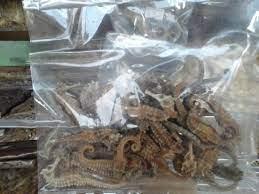Wholesale good price: Dried Sea Horse