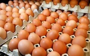 Wholesale mold: Fresh Chicken Table Eggs, Hatching Eggs,Quail Eggs,Ostrich Eggs