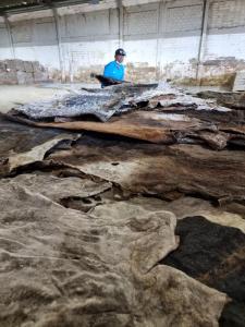 Wholesale quality standard: Dry and Wet Salted and Unsalted Cow Skins for Sale KENYA