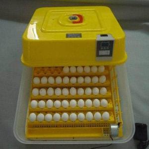 Wholesale eggs: Broiler Hatching Eggs Cobb 500 and Ross 308 / Chicken Ross / Broiler Chicken Eggs