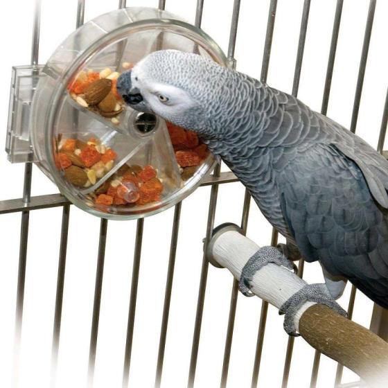 African gray store parrot for sale