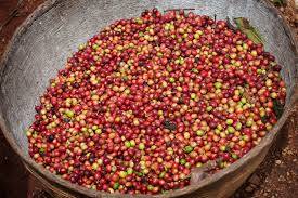 Wholesale Bean Products: Arabic Coffee From Uganda