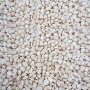 Wholesale packing: White Corn - Whole Grains Non-gmo