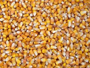 Wholesale food: Good Quality Animal Feed Yellow Corn Maize Corn (Maize)