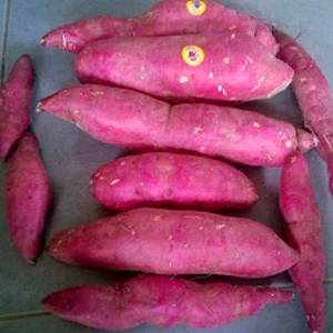 Wholesale Fresh Sweet Potatoes: Fresh Sweet Potato