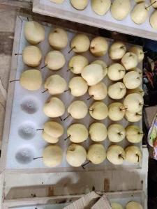 Wholesale Pears: Sweet Pear/Fresh Fruit
