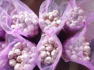 Wholesale garlic: Garlic/Fresh Vegetables