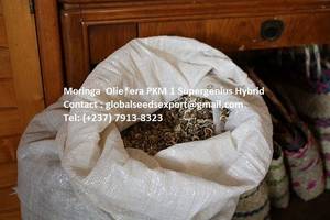 Wholesale olive oil: Moringa  Oleifera PKM 1 Supergenius Hybrid