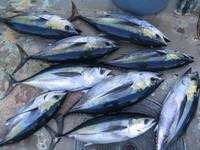 Sell Yellow fin Tuna, Blue fin Tuna, Frozen Skipkjack Tuna, Frozen Bonito Tuna