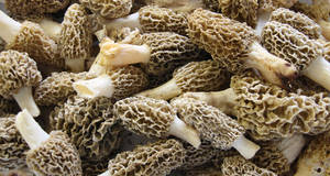 Wholesale foil: Morel Mushrooms, Dried Morel Mushrooms for Sale, Dried Morels, Fresh Morel Mushrooms, Spring Morel