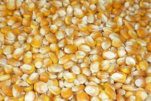 Wholesale 00: Yellow Corn, Soyabean Meal, Feed Wheat, Flour, Feed Barley.