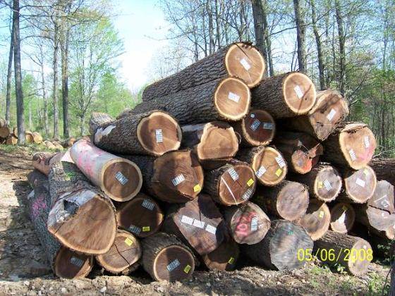 American Black Walnut Logs(id:3403756) Product details - View American ...