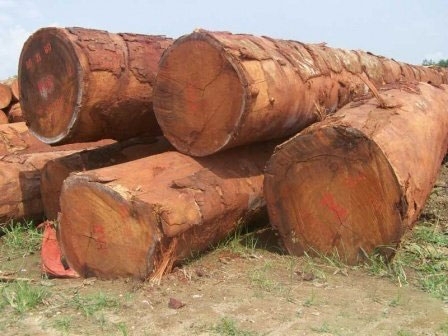 Hard Wood Timber Logs and Sawn Wood(id:10966072). Buy Cameroon Wood ...