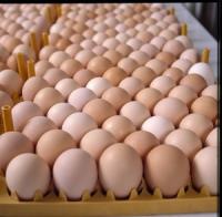 Fresh Chicken Table Eggs & Fertilized Hatching Eggs 