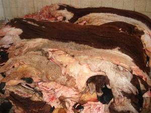 Wholesale cow skin: Wet Salted Cow Hides, Sheep Hides, Goat Skin ,Donkey Hides