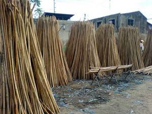 Wholesale Bamboo, Rattan & Wicker Furniture: Rattan Canes / Bamboos