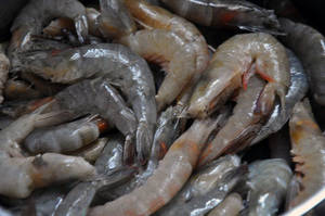 Wholesale prawns: Frozen Shrimps / Frozen Lobsters