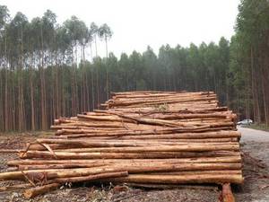 Wholesale timber: Eucalyptus Poles / Logs /SAWN WOOD / TIMBER