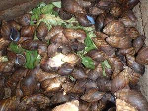 Wholesale transportation: Escargots / Frozen Snails ( Helix Aspersa Muller )