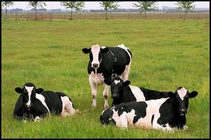 Wholesale supplies for ship: Holstein Cows , Bulls , Cattles , Ox , Heifers