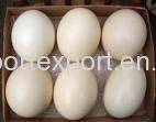 Wholesale Eggs: Fertile Ostrich  Eggs