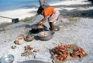 Wholesale Fish: Live Coconut Crab /  Live Mud Crabs / Live King Crab