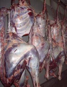 Wholesale fresh fish: Ostrich Meat  , Ostrich Liver  ,