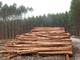 Eucalyptus Poles / Logs /SAWN WOOD / TIMBER