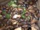 Escargots / Frozen Snails ( Helix Aspersa Muller )