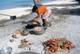 Live Coconut Crab /  Live Mud Crabs / Live King Crab
